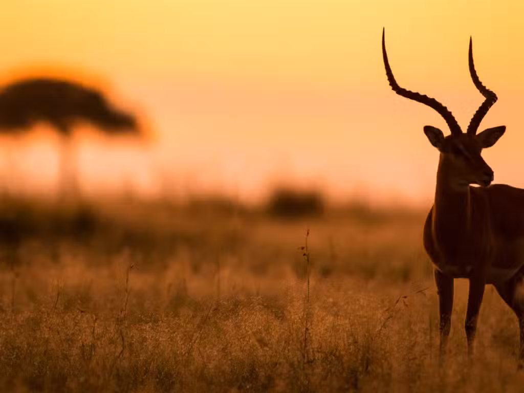 Impala, Masai Mara, Kenya
