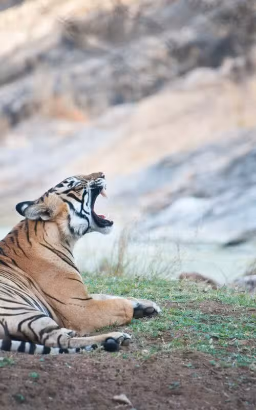 India – The Golden Triangle with Tigers
