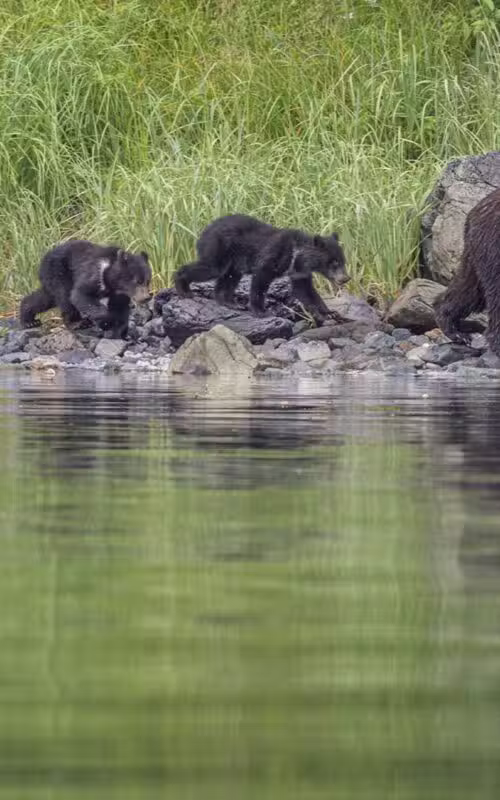 Southeast Alaska Voyage with Paul Goldstein