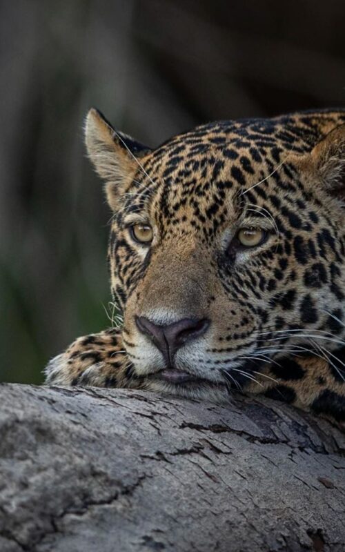 Pantanal Safari with Paul Goldstein