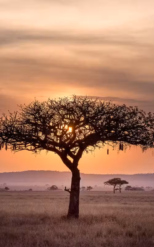 Highlights of Kenya including Masai Mara and Coast
