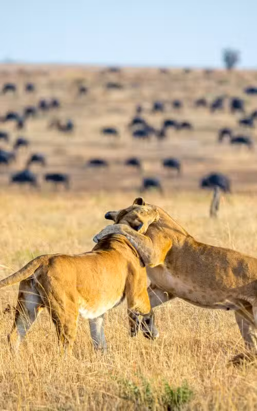 Wildlife