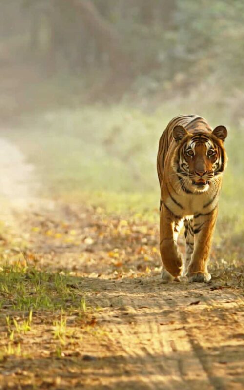 India: Kings of Tiger Conservation