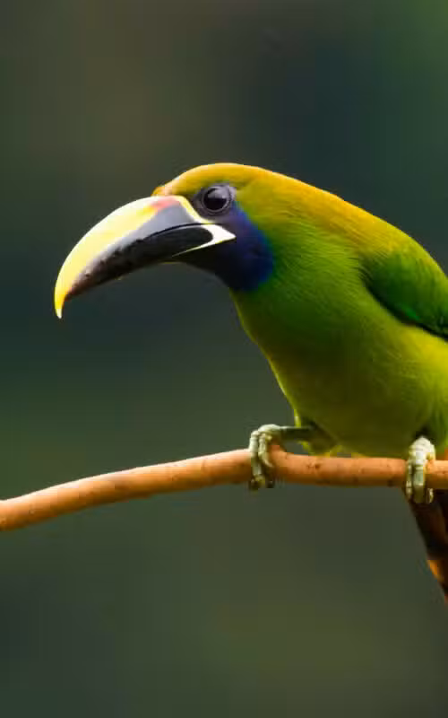 Costa Rica’s Wild South