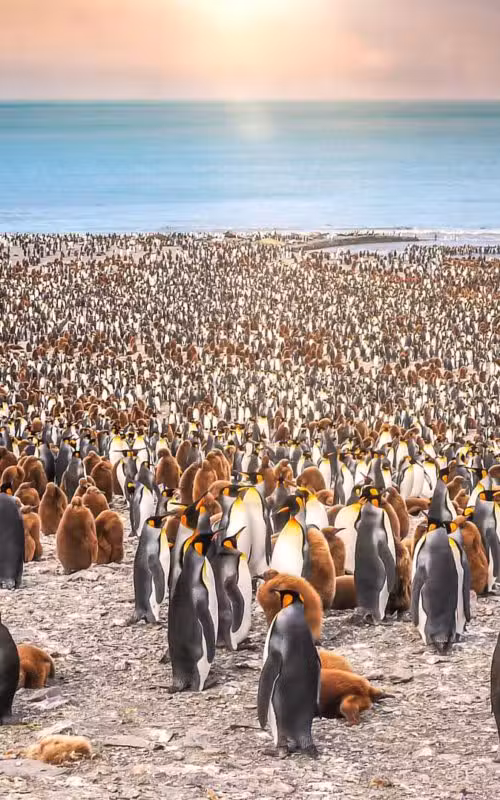 Ultimate Antarctica, South Georgia & Falkland Islands
