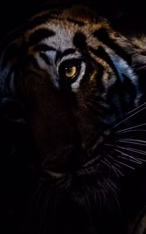 Photographic Safari with Paul Goldstein