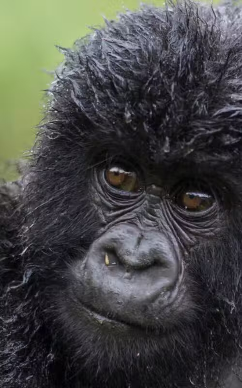 Highlights of Rwanda